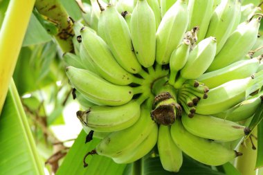 Ağaç doğa ile muz demet