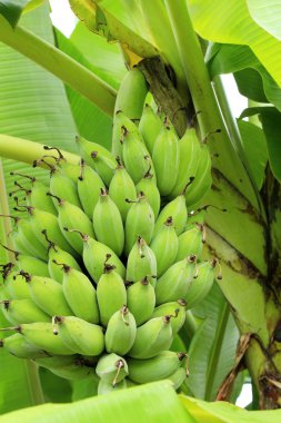 Ağaç doğa ile muz demet