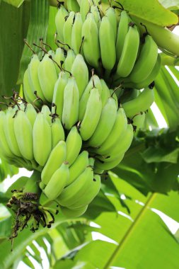 Ağaç doğa ile muz demet