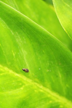 Yeşil yaprak doğa ile bahçesinde