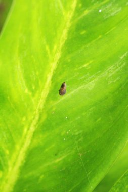 Yaprak yeşil arka plan doğa güzelliğidir