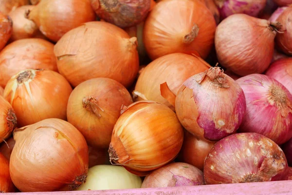 Chalota - la cebolla asiática roja para a la cocción — Foto de Stock