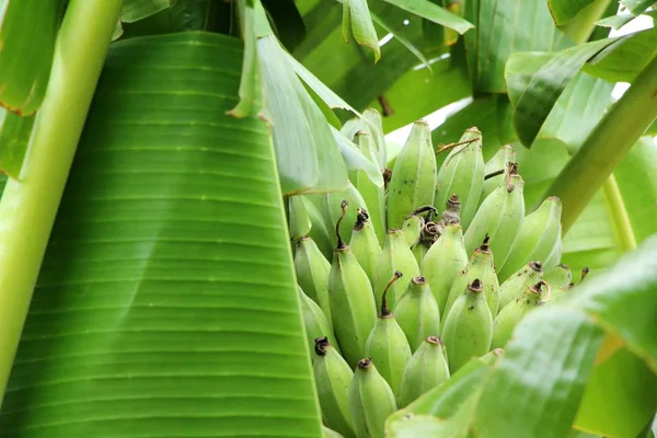 Bunch of banana on tree with nature — Stock Photo, Image