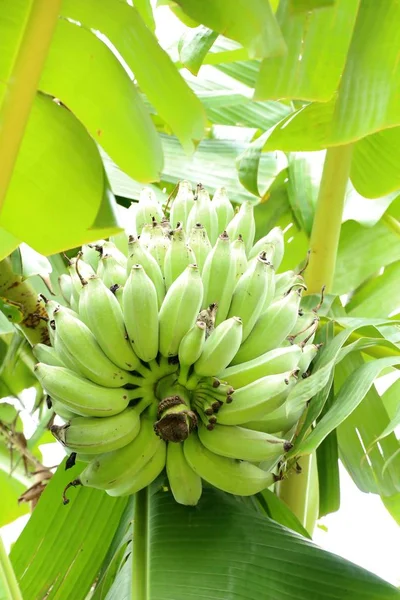 Bunch of banana on tree with nature — Stock Photo, Image