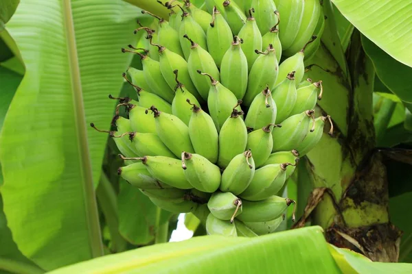 Grono banana na drzewo z naturą — Zdjęcie stockowe