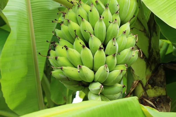 Mazzo di banana sull'albero con la natura — Foto Stock