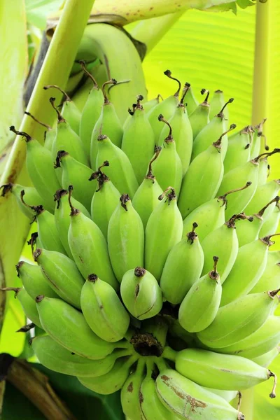 Banda banán strom s přírodou — Stock fotografie