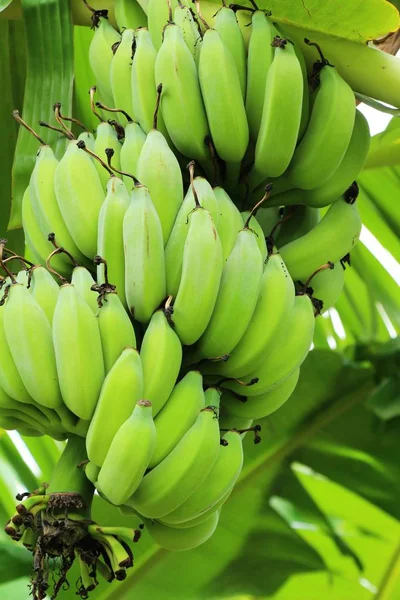 Mazzo di banana sull'albero con la natura — Foto Stock