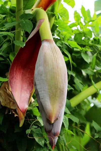 Banana blossom on the tree in nature — Stock Photo, Image