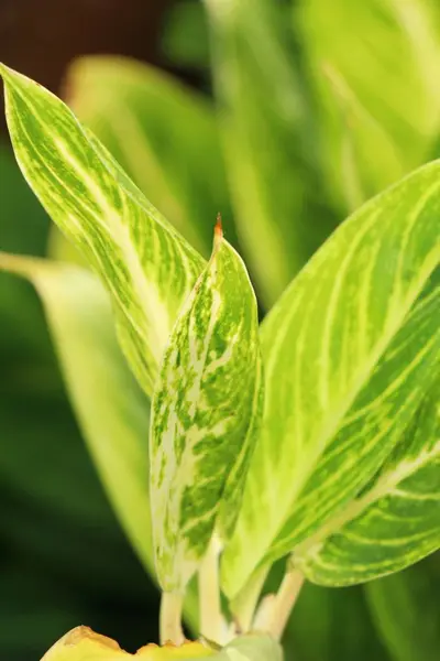 Groene blad in de tuin met de natuur — Stockfoto