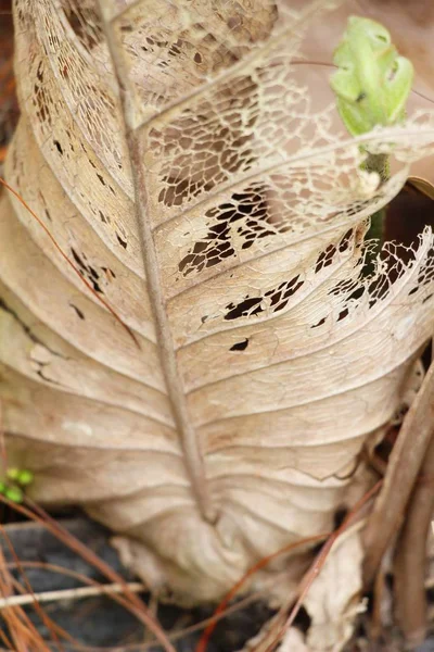 Καφέ ξηρά φύλλα με τη φύση — Φωτογραφία Αρχείου