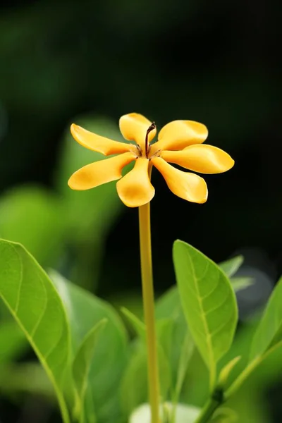 Flor amarela é beleza no jardim — Fotografia de Stock