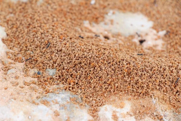 Gniazda mrówek z charakterem — Zdjęcie stockowe