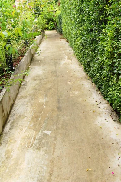 Garden walk way with stone in nature — Stock Photo, Image