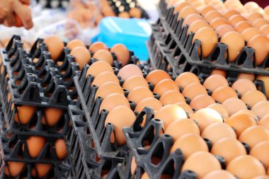 Yumurta Pazar panelde