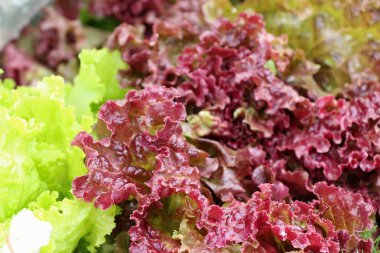 Bahçedeki sağlık için taze marul