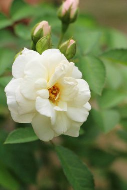 Güzel güller bahçede çiçek açan