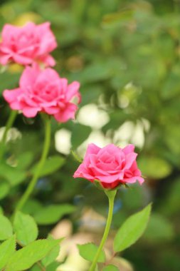 Güzel güller bahçede çiçek açan