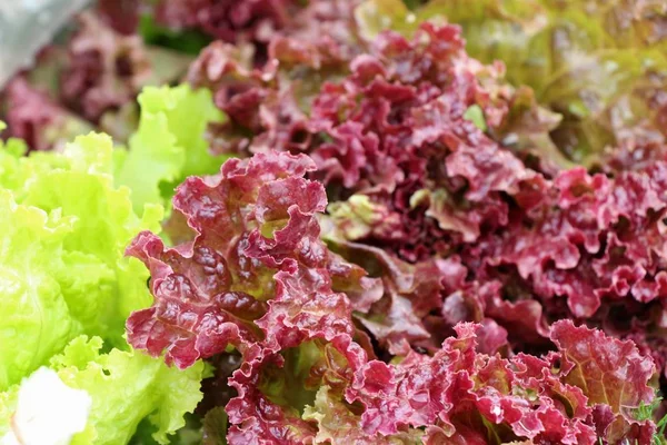 Bahçedeki sağlık için taze marul