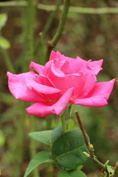 Hermosas rosas florecen en el jardín — Foto de Stock