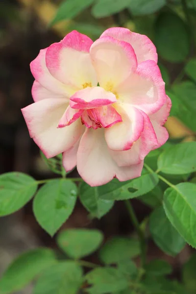 Beautiful roses is blooming in the garden — Stock Photo, Image