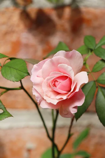 Schöne Rosen blühen im Garten — Stockfoto