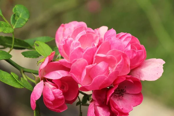 Indah mawar mekar di taman — Stok Foto