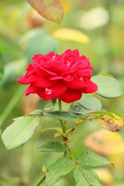 Kaunis ruusut kukkivat puutarhassa — kuvapankkivalokuva