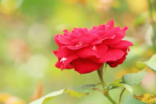 Hermosas rosas florecen en el jardín — Foto de Stock