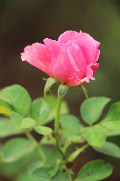 Hermosas rosas florecen en el jardín — Foto de Stock