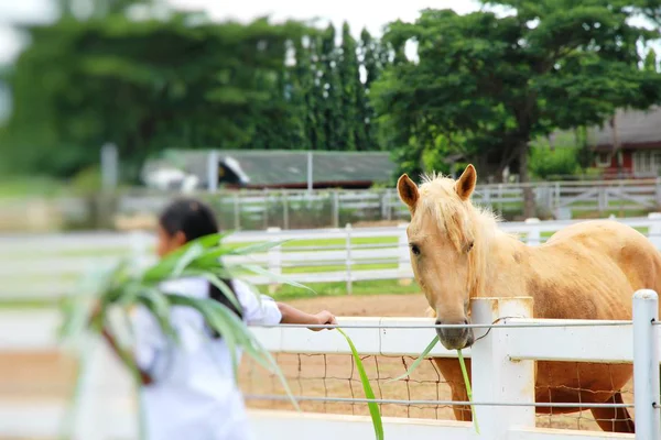 O rebanho de cavalo na fazenda — Fotografia de Stock