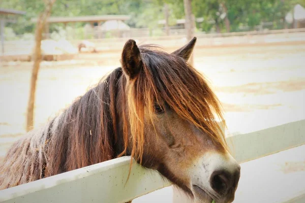 O rebanho de cavalo na fazenda — Fotografia de Stock