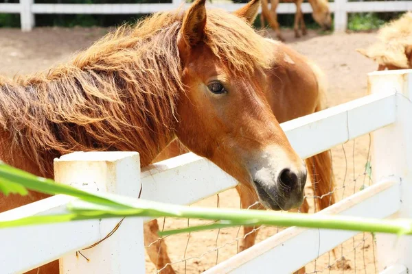 Стадо лошадей на ферме — стоковое фото
