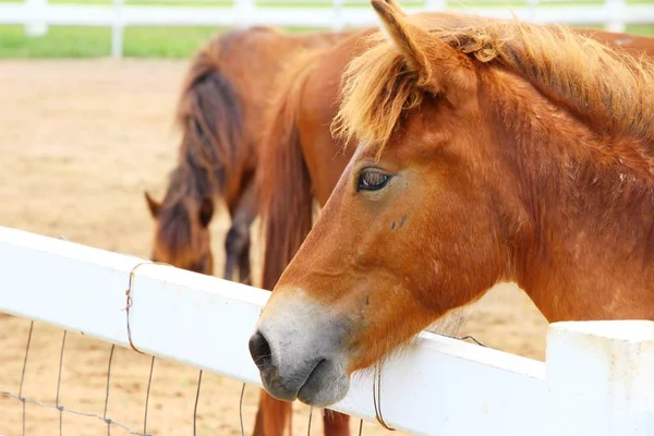 La manada de caballos en la granja —  Fotos de Stock