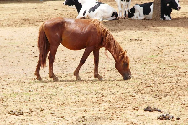 Stado koni w farmie — Zdjęcie stockowe