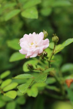 Güzel güller bahçede çiçek açan