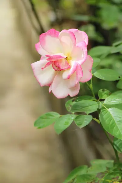 Hermosas rosas florecen en el jardín —  Fotos de Stock