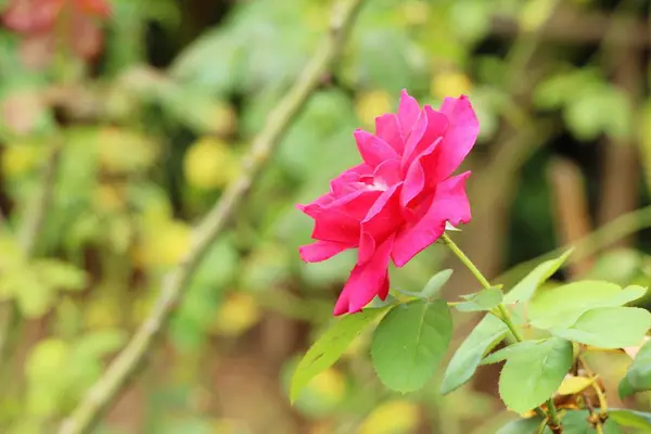 Beautiful roses is blooming in the garden — Stock Photo, Image