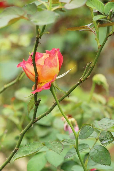Vackra rosor blommar i trädgården — Stockfoto