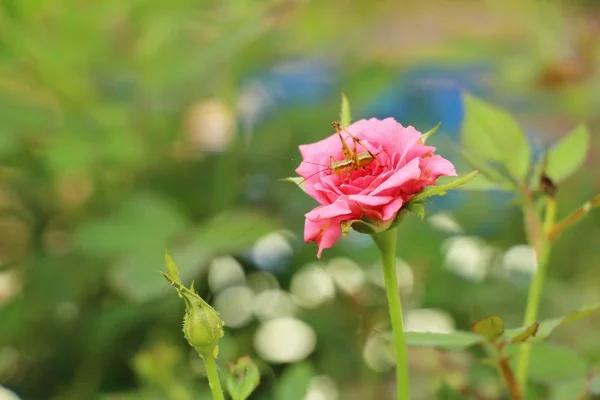 Hermosas rosas florecen en el jardín — Foto de Stock