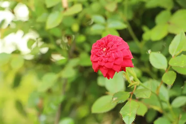 Hermosas rosas florecen en el jardín — Foto de Stock