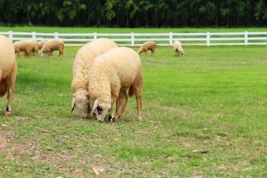 Koyun çiftliğinde doğa ile