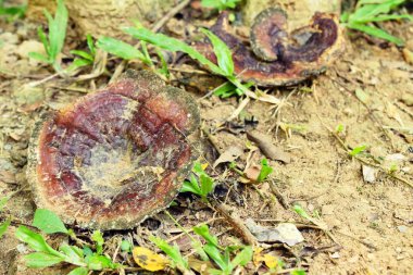 Reishi mantar veya Ganoderma Lucidium doğa ile
