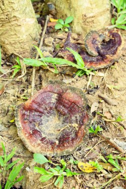 Reishi mantar veya Ganoderma Lucidium doğa ile