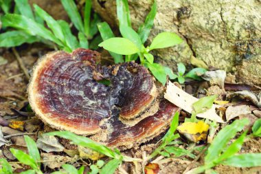 Reishi mantar veya Ganoderma Lucidium doğa ile