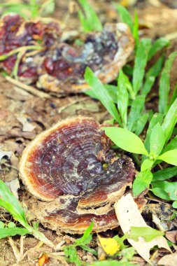 Reishi mantar veya Ganoderma Lucidium doğa ile
