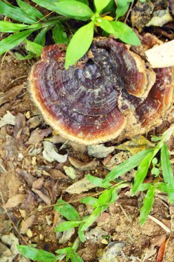 Reishi mantar veya Ganoderma Lucidium doğa ile