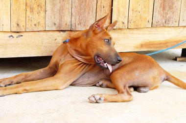Kahverengi köpek şirin yere bakıyor