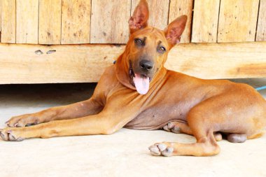 Kahverengi köpek şirin yere bakıyor