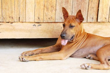 Kahverengi köpek şirin yere bakıyor
